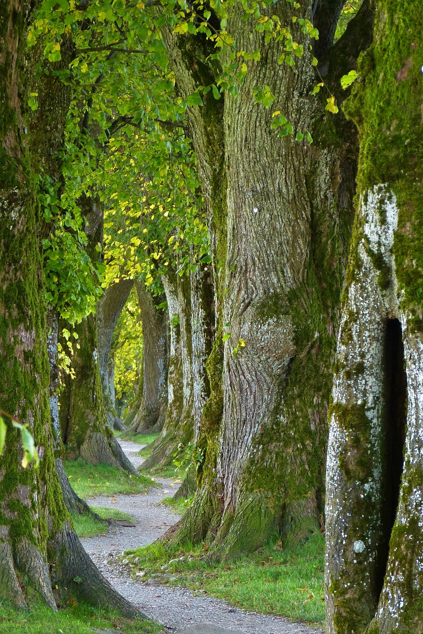 Waldweg